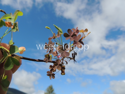 woodsorrel, creeping